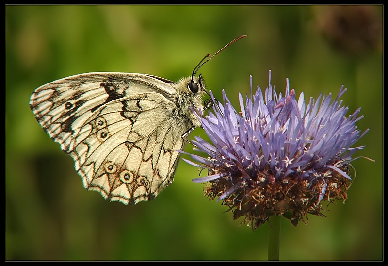 Polowiec szachownica (Melanargia galathea)