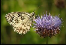 Polowiec szachownica (Melanargia galathea)