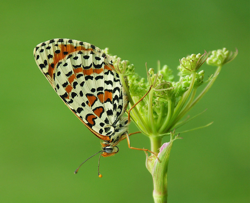 Przeplatka didyma (Melitaea didyma)