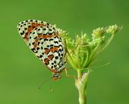 Przeplatka didyma (Melitaea didyma)