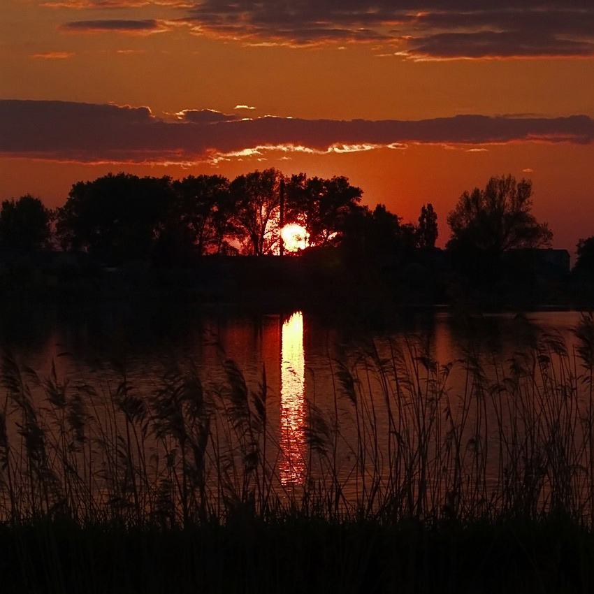 Z szuwarów...