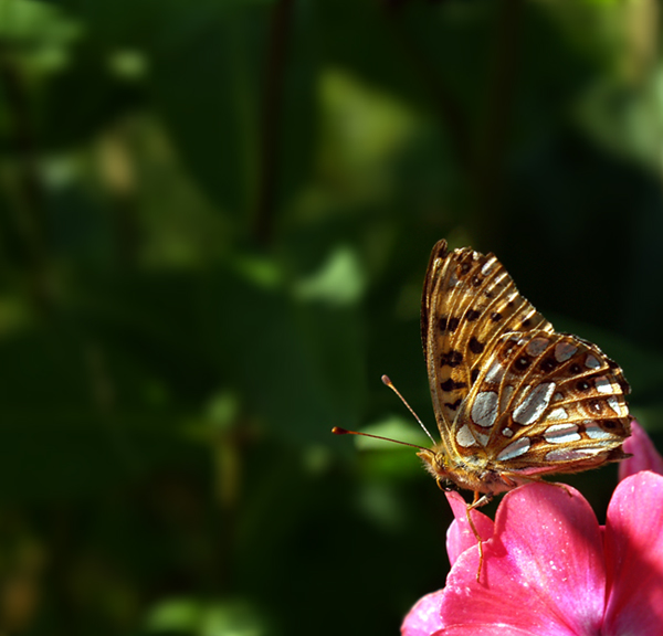 motyl