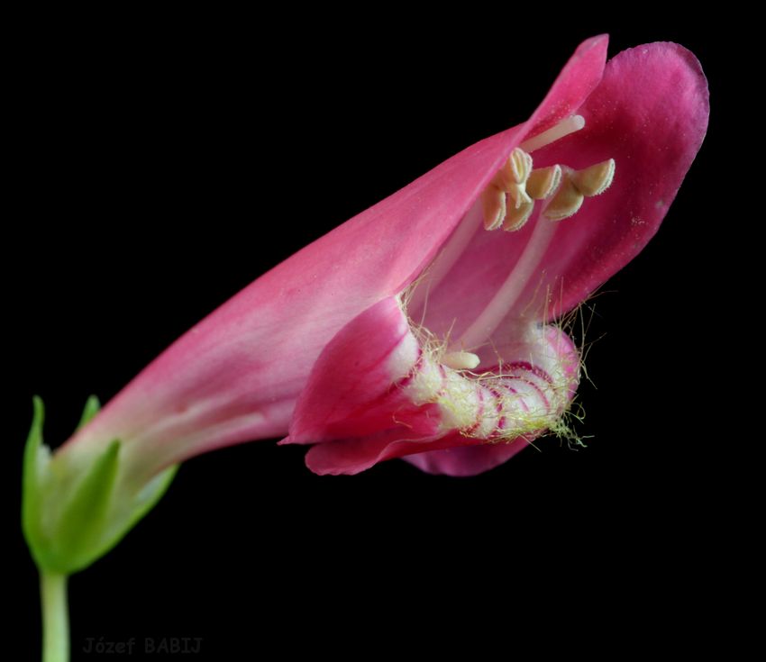 79 - Penstemon barbatus (penstemon bródkowy)