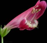 79 - Penstemon barbatus (penstemon bródkowy)