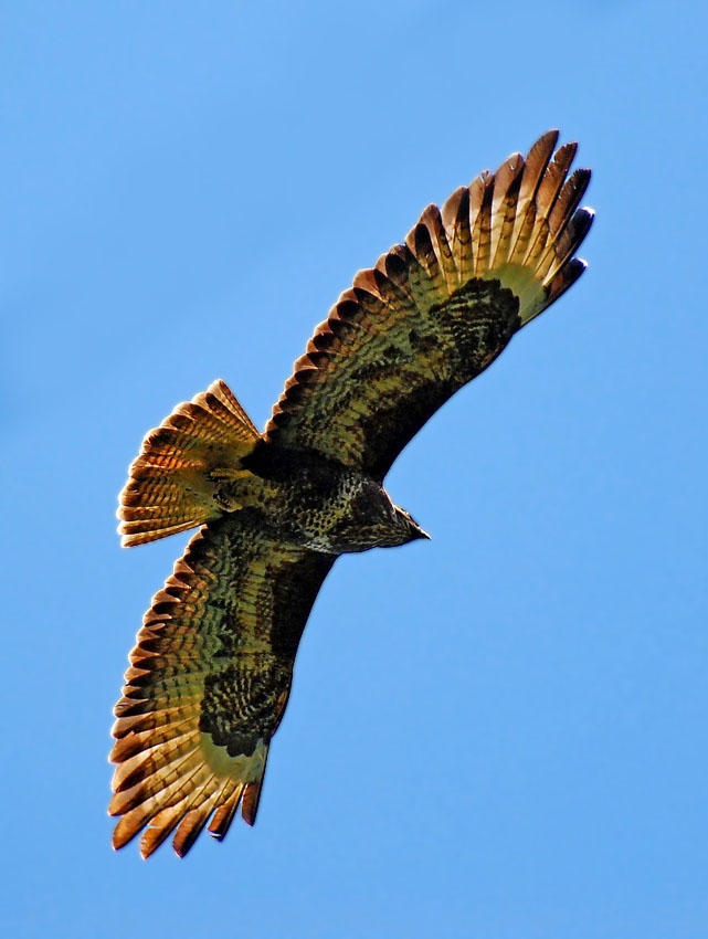 Buteo buteo