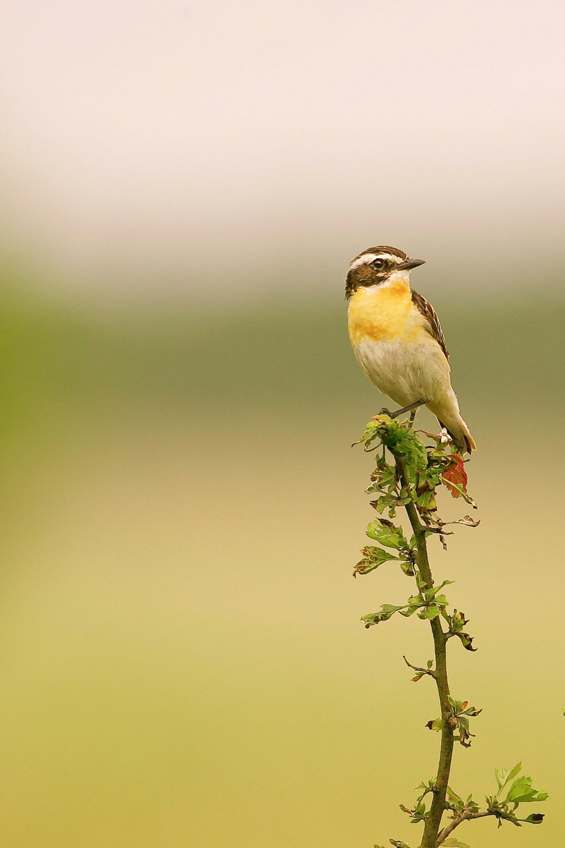 Pokląskwa (Saxicola rubetra)