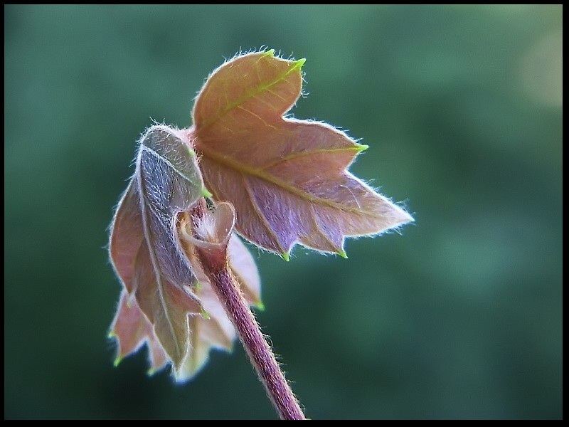 Cissus Rombolistny Drugi