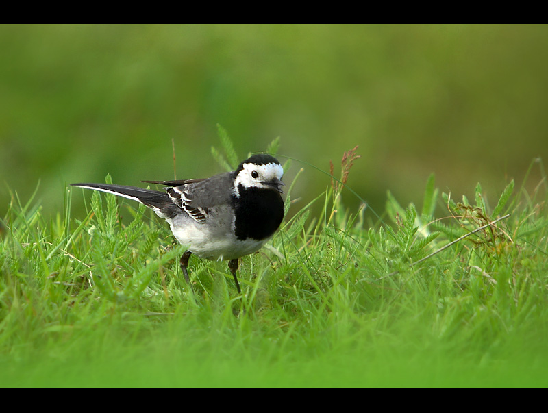 White Wagtail