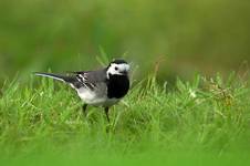 White Wagtail