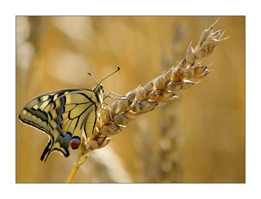 Papilio machaon