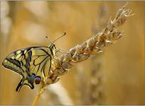 Papilio machaon