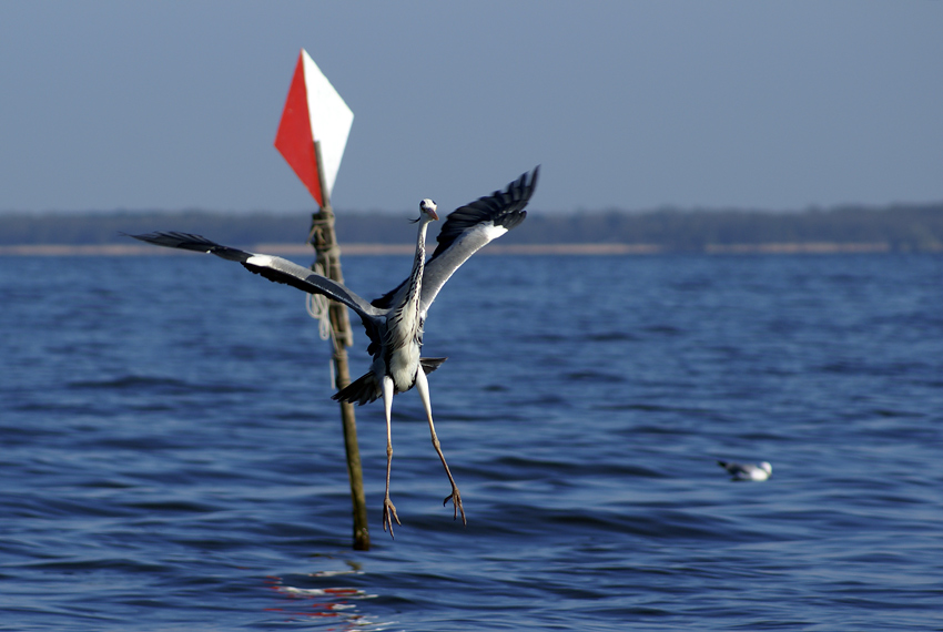 Polska biało-czerwoni