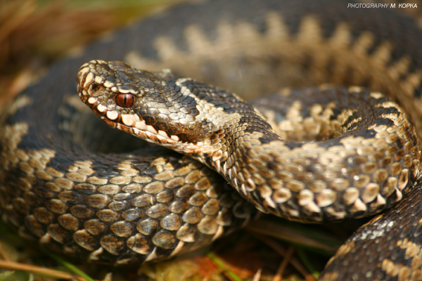 żmija zygzakowata (Vipera berus)