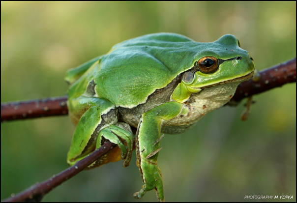 rzekotka drzewna (Hyla arborea)