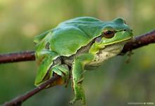 rzekotka drzewna (Hyla arborea)