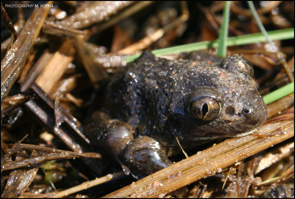 grzebiuszka ziemna (Pelobates fuscus)