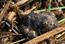 grzebiuszka ziemna (Pelobates fuscus)