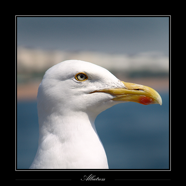 Albatros