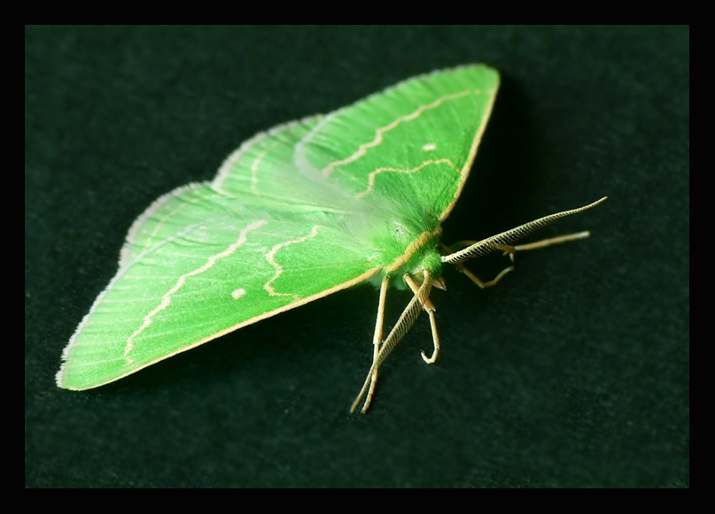 Miernik seledyniak (Chlorissa melinaria)