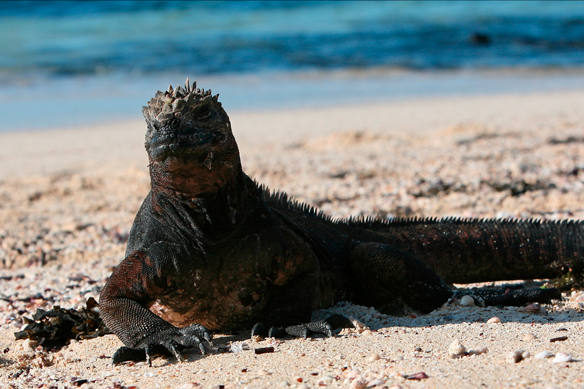 Iguana pływająca na plaży