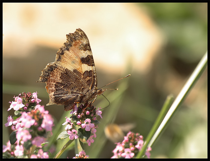 motyl