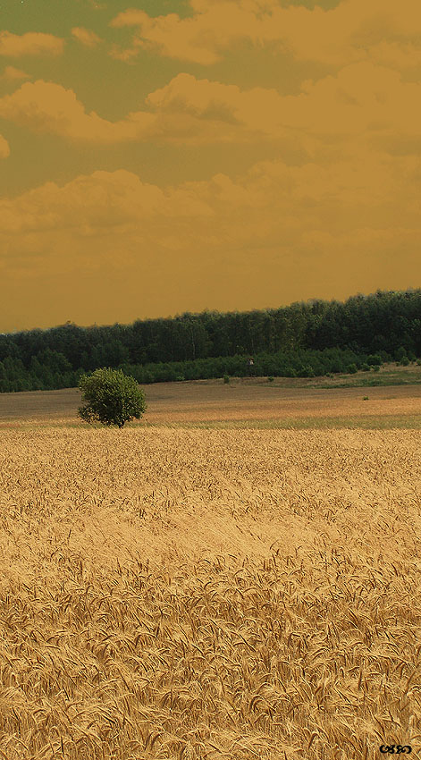 Silesian Summer...