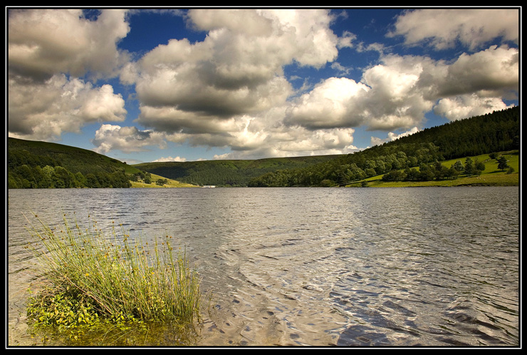 Lady Bower