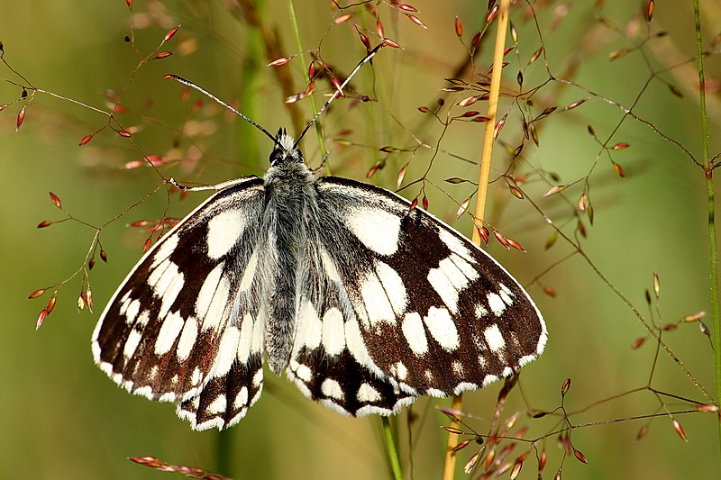 Polowiec szachownica