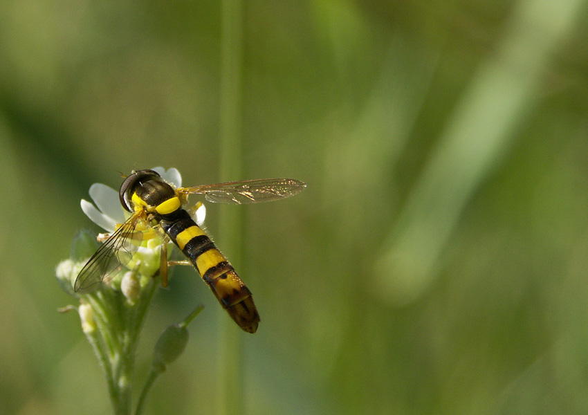 Sphaerophoria scripta.