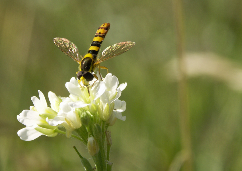 Sphaerophoria scripta