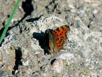 Motyl