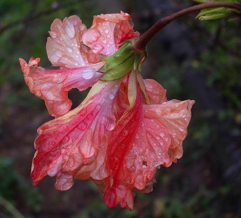 hibiskus