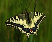 Paź królowej (Papilio machaon)