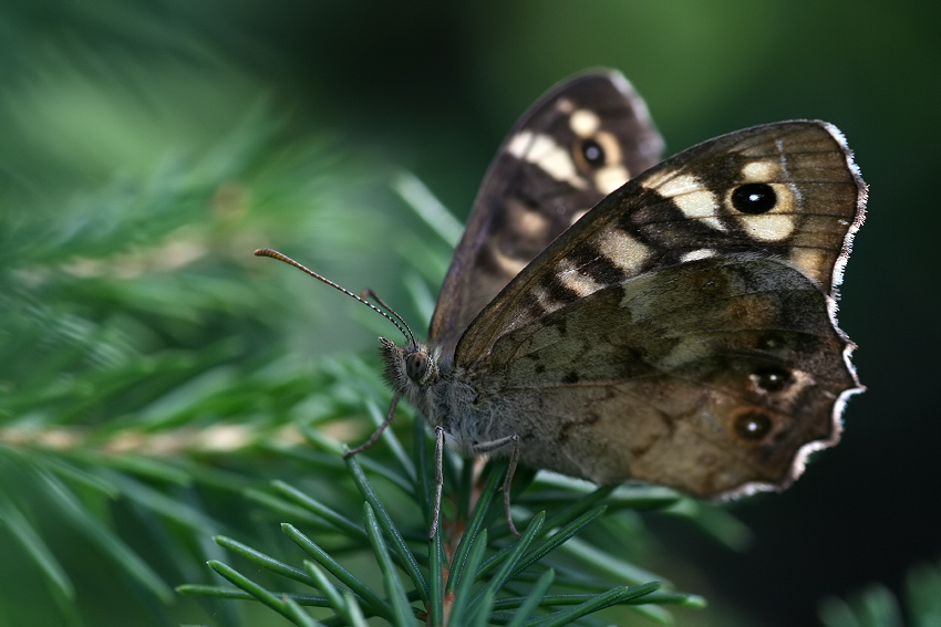 Osadnik egeria (Pararge aegeria)