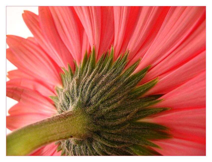 - Gerbera -