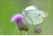 Cabbage White