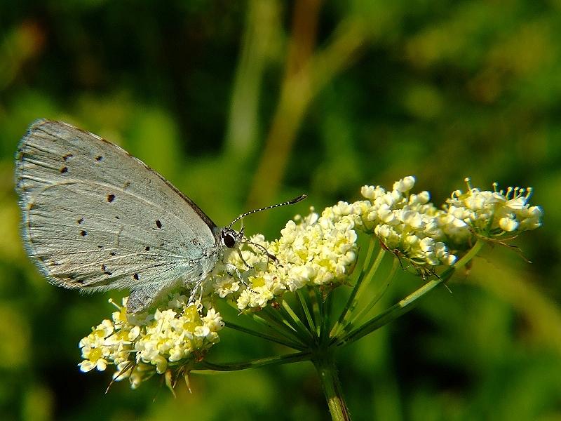 motyl