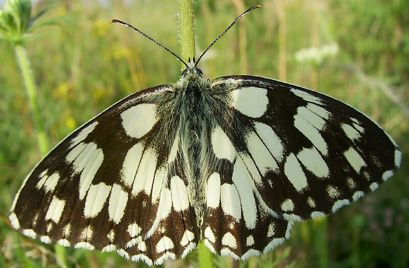 POLOWIEC SZACHOWNICA