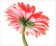 - Gerbera -