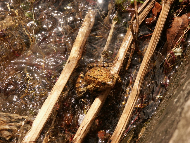 Frog in the Sun