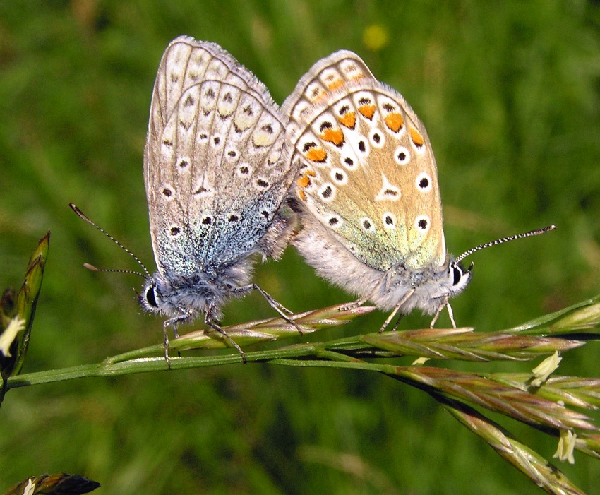 hesperia comma