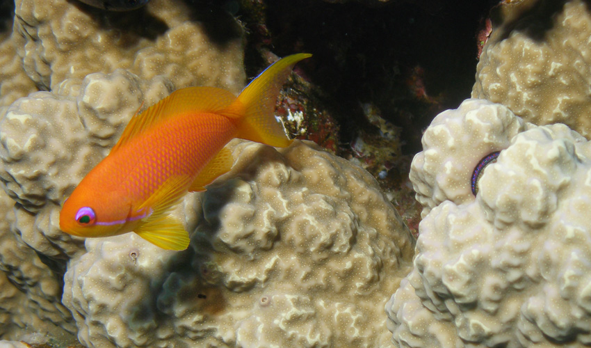 lyretail anthias