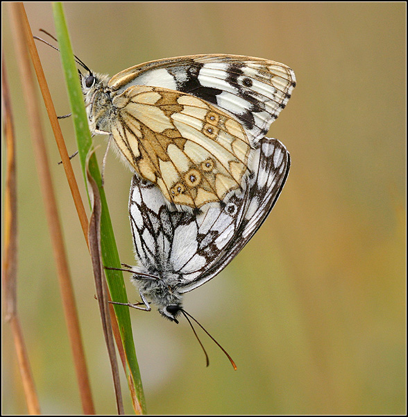 przeplatka galatea (polowiec szachownica) x2