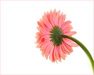 - Gerbera -