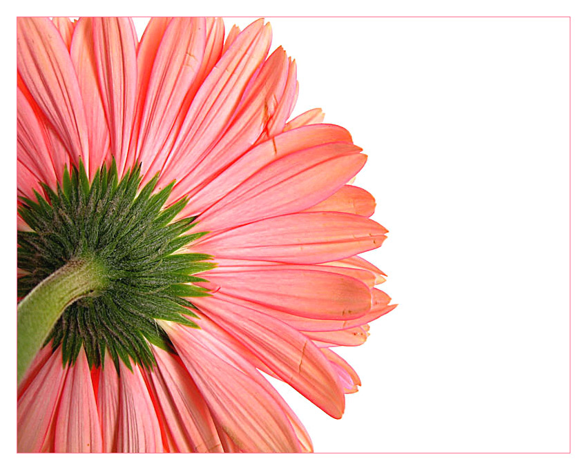 - Gerbera -