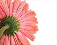 - Gerbera -