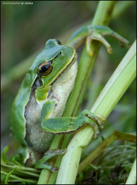 rzekotka 01 (Hyla arborea)