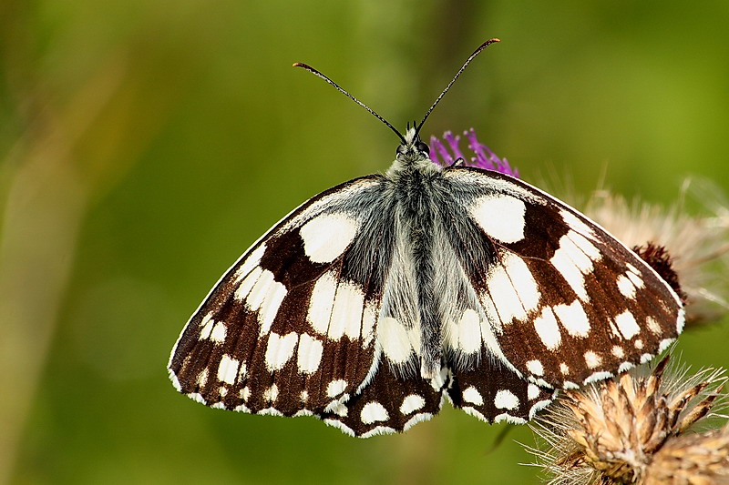 Polowiec szachownica