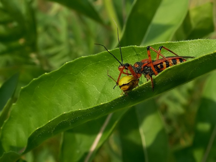 Srogoniowe "conieco"