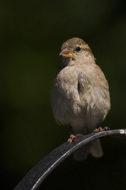 dostojniak